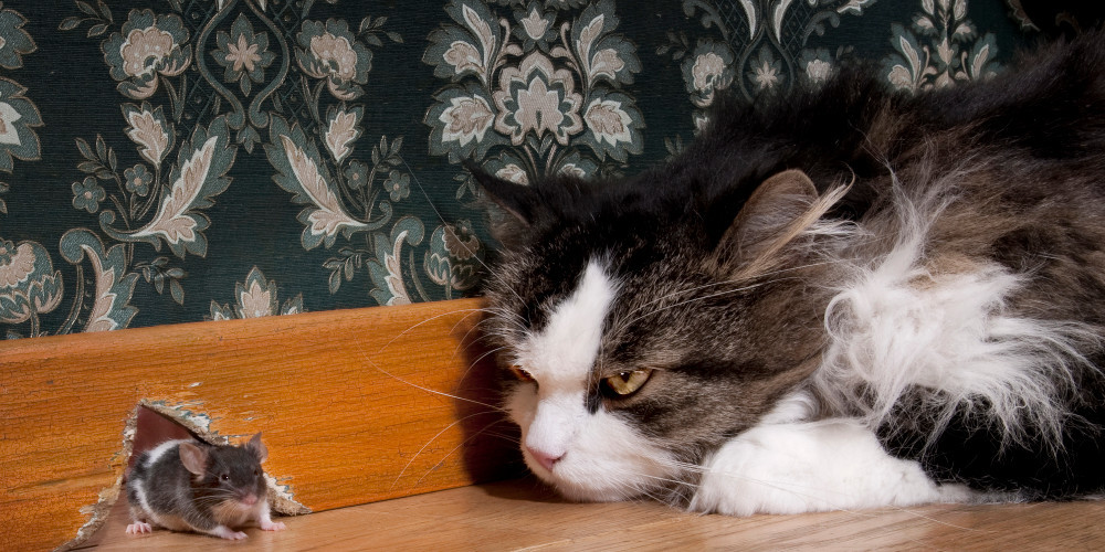 Игра в кошки-мышки: как создавался антиспам в Почте Mail.Ru и при чем здесь Tarantool